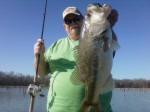Bass caught by Pro Guide Tom Evans Janury, 2012
