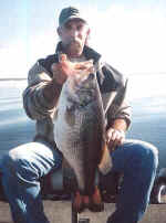 11.6 lb Bass that was caught March 28, 02 on a Spinner Bait.