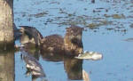 Here is an Otter eating the head of it's trophy bass. 