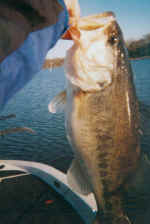 lake fork bass fishing